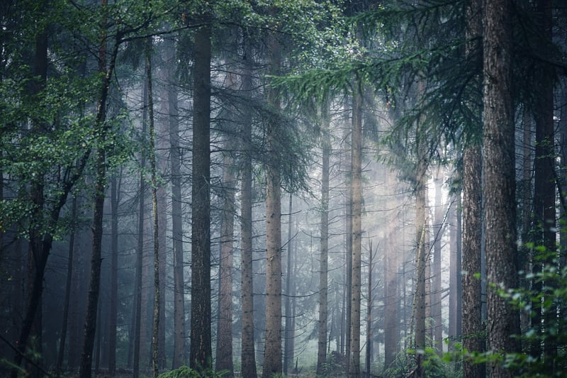 Magical Forest